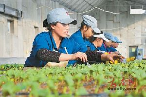 大庆温室春茬果蔬种植有保障 工厂保姆育苗忙 蔬菜种植正当时