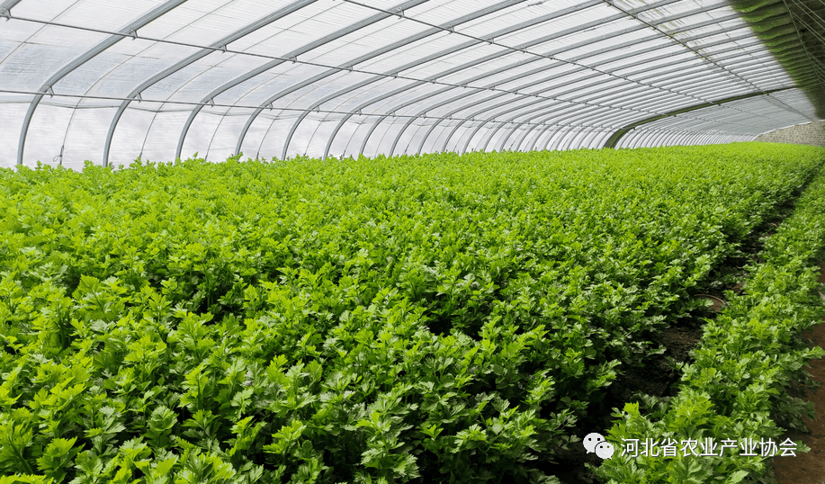 农业种植大全 从基础到精通的蔬菜种植指南