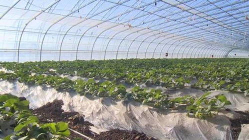 望奎棚室果蔬种植 走出量足价优的产业新路
