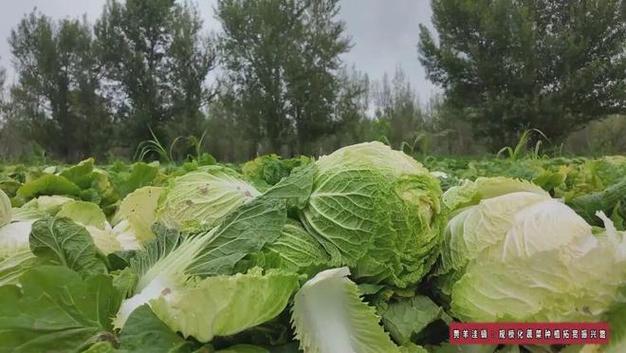 黄羊洼镇的绿色致富经 规模化蔬菜种植拓宽乡村振兴路
