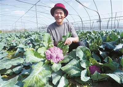 &ldquo;慈蔬&rdquo;打造蔬菜种植加工销售全产业链