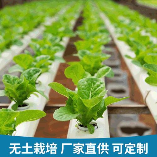 无土栽培厂家 无土栽培蔬菜 无土栽培西红柿厂家定制加工